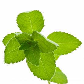 Peppermint essential oil (India)